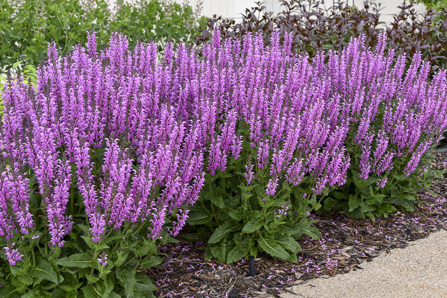 Salvia